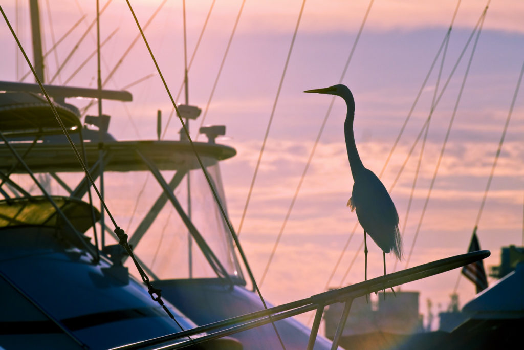 Key West Deep Sea Fishing Charter Image 6