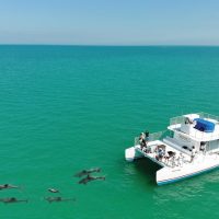 Dolphin Tours