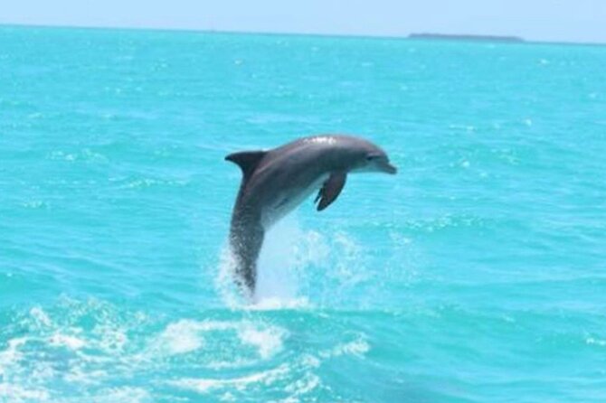 Key West Full-Day Catamaran Eco Tour: Sail, Kayak and Dolphin Watch Image 3