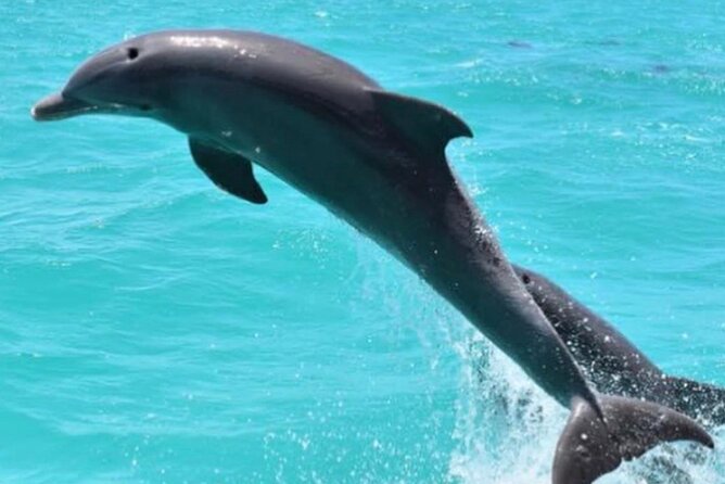 Key West Full-Day Catamaran Eco Tour: Sail, Kayak and Dolphin Watch Image 14