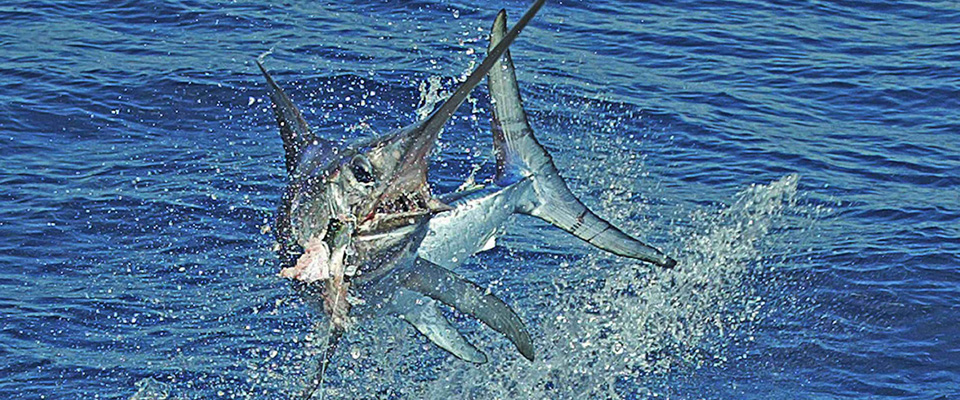Fish-Key-West-Broadbill-Swordfish